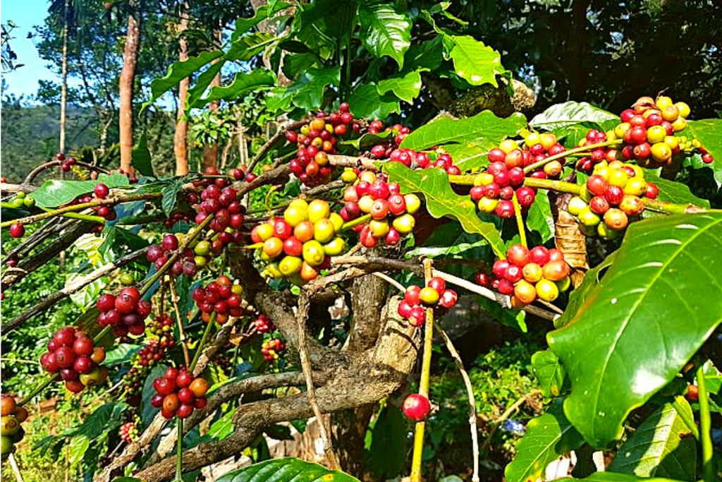 Moñte Baña Coffee / Green Gold Exporters
