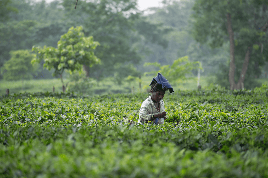 Women tea worker picking tea leaves in a garden in Assam India
