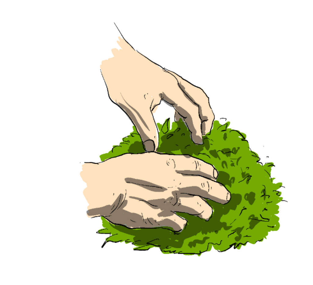 sketch of two hands, hand rolling green tea leaves