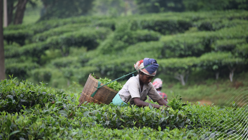 Indian woman picking tea leaves in a tea garden
