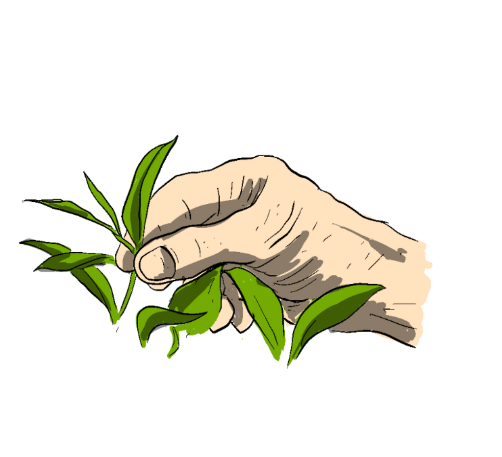 sketch of hand picking and holding green tea leaves