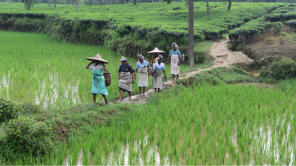 Rural Indian women walking among rice paddy fields and tea gardens