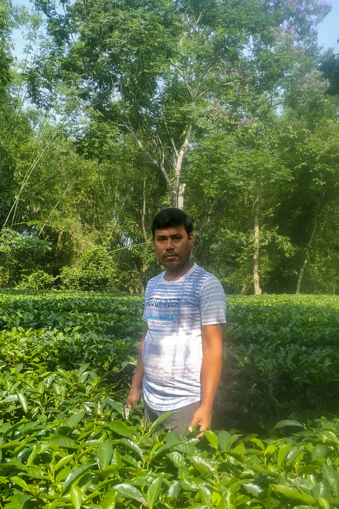 Green Tea - Rana Gogoi Rana Gogoi